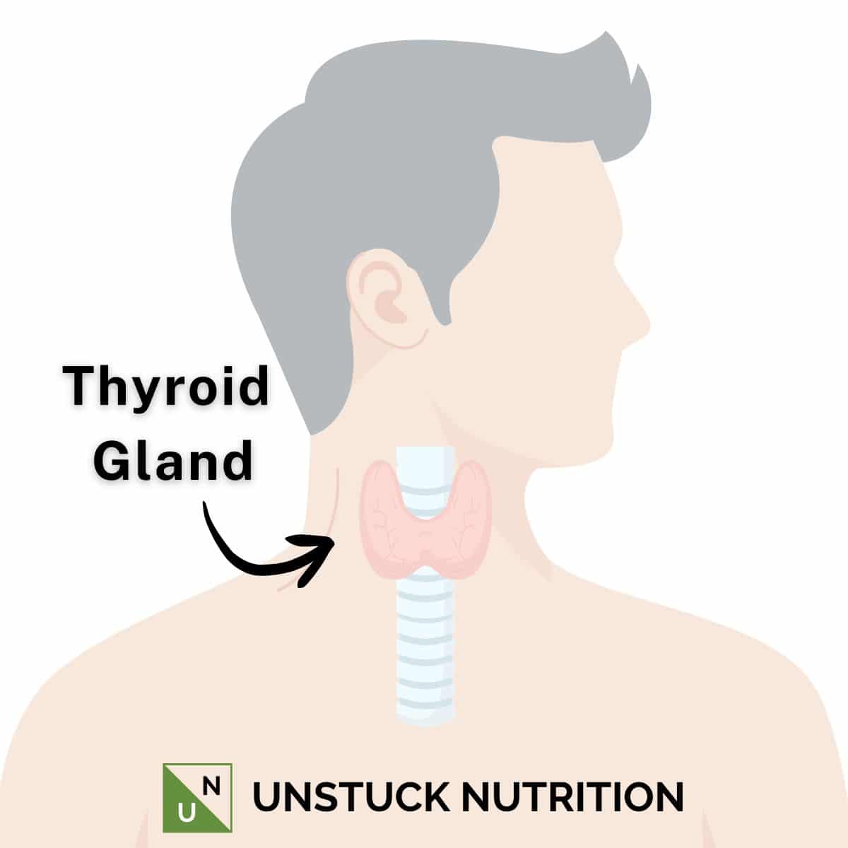 Image of location of the thyroid gland