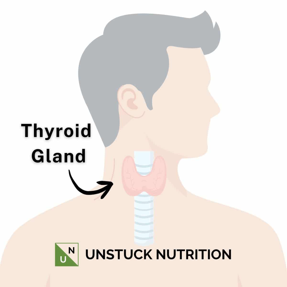 image of thyroid location on neck