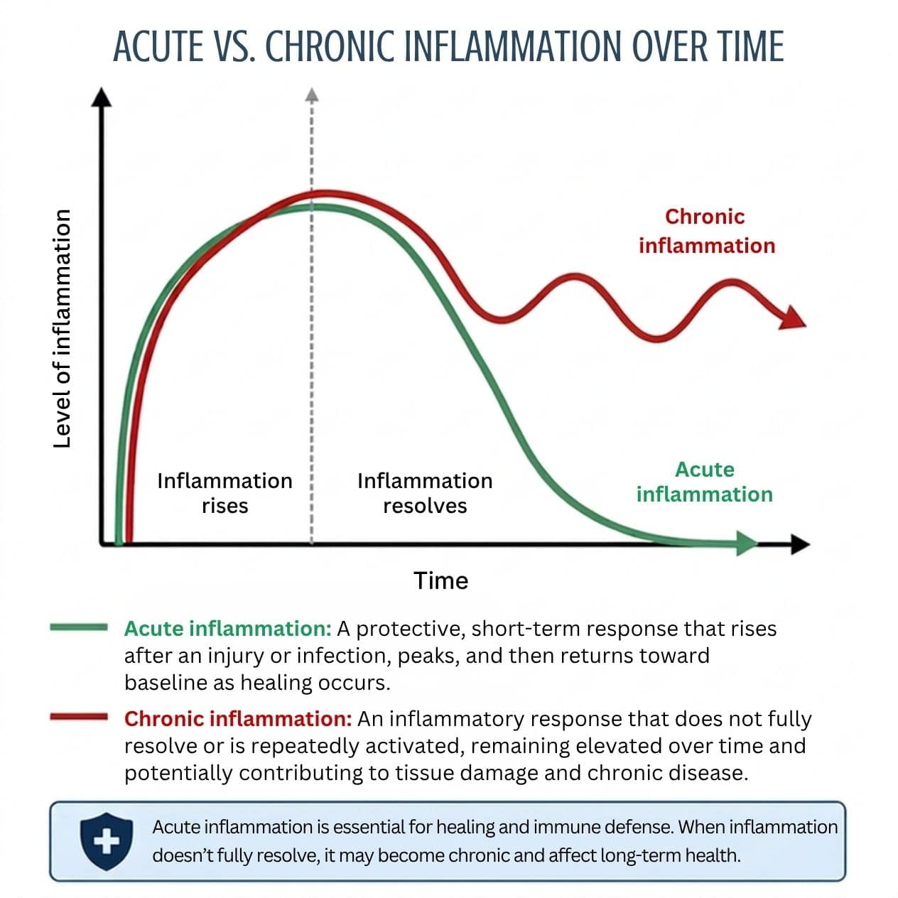 Graph comparing acute inflammation that resolves after healing with chronic inflammation that remains elevated over time.
